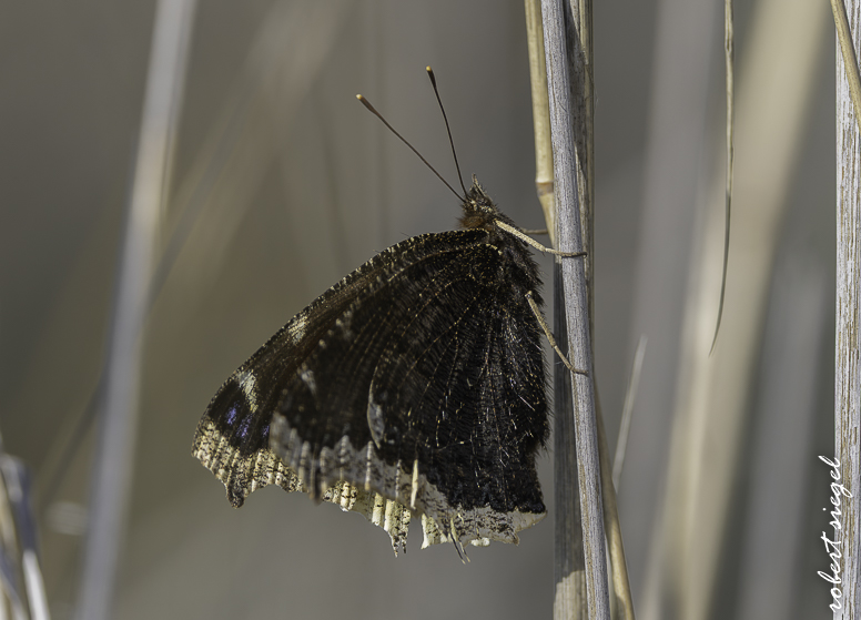 emily renzel wetlands 2026